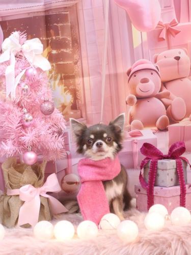 20241214ここちゃん